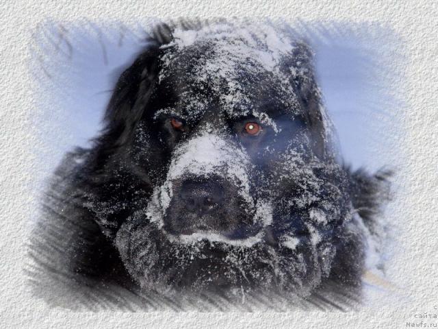 Фото: ньюфаундленд Oskar Treysi-Viktoriya (Оскар Трейси-Виктория)