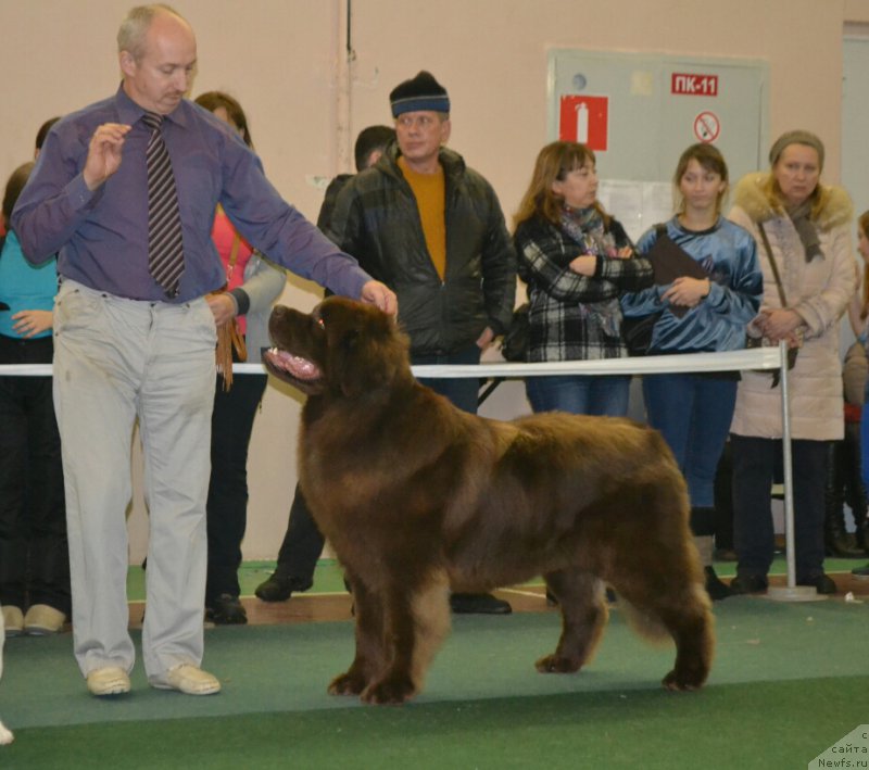 Фото: ньюфаундленд Brownblood MSK Hakim Gold Haydar (Браунблад МСК Хаким Голд Хайдар)