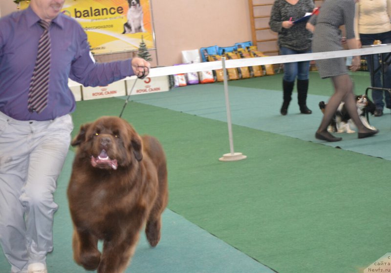 Фото: ньюфаундленд Brownblood MSK Hakim Gold Haydar (Браунблад МСК Хаким Голд Хайдар)