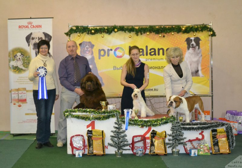 Фото: ньюфаундленд Brownblood MSK Hakim Gold Haydar (Браунблад МСК Хаким Голд Хайдар)