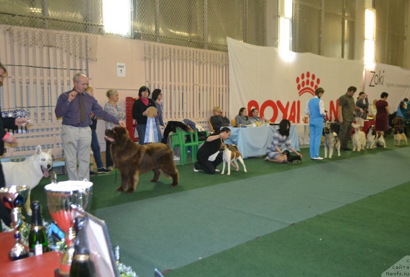 Фото: ньюфаундленд Brownblood MSK Hakim Gold Haydar (Браунблад МСК Хаким Голд Хайдар)