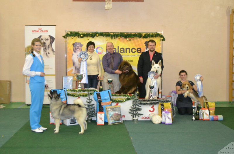 Фото: ньюфаундленд Brownblood MSK Hakim Gold Haydar (Браунблад МСК Хаким Голд Хайдар)