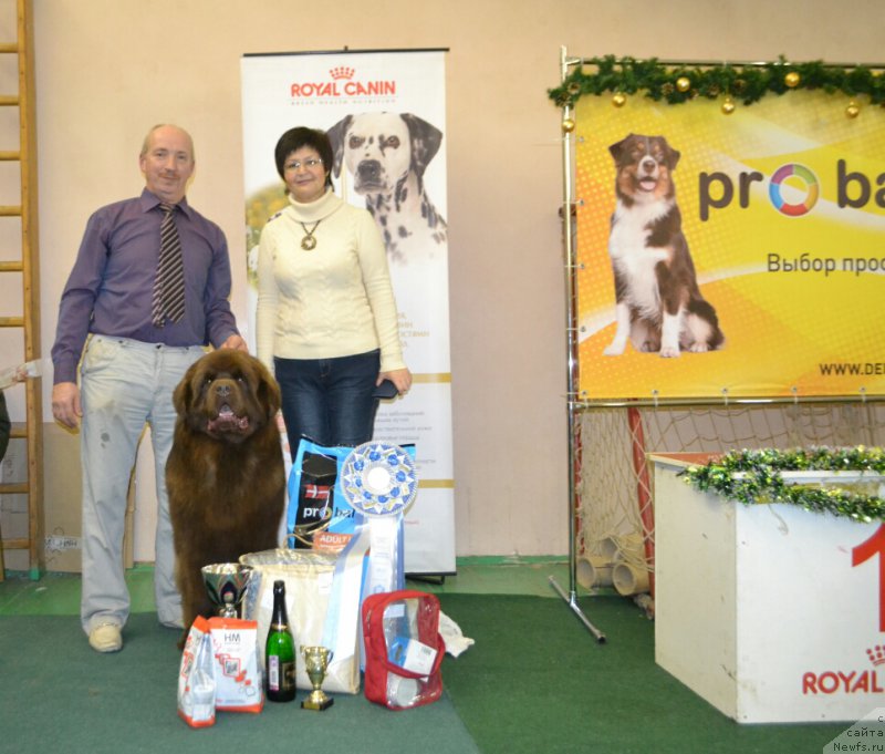 Фото: ньюфаундленд Brownblood MSK Hakim Gold Haydar (Браунблад МСК Хаким Голд Хайдар)