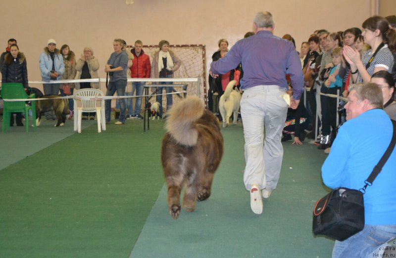 Фото: ньюфаундленд Brownblood MSK Hakim Gold Haydar (Браунблад МСК Хаким Голд Хайдар)