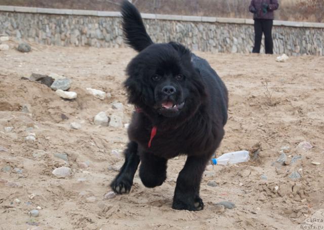 Фото: ньюфаундленд Super Premium Vashington (Супер Премиум Вашингтон)