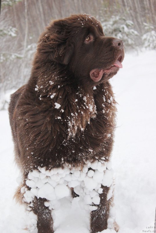 Фото: ньюфаундленд Naomi Tagoliri for Brouwnblood (Наоми Таголири фор Браунблад)