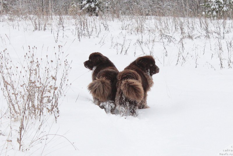 Фото: ньюфаундленд Naomi Tagoliri for Brouwnblood (Наоми Таголири фор Браунблад), ньюфаундленд Sverkayuzhaya Gora Mashame (Сверкающая Гора Машаме)
