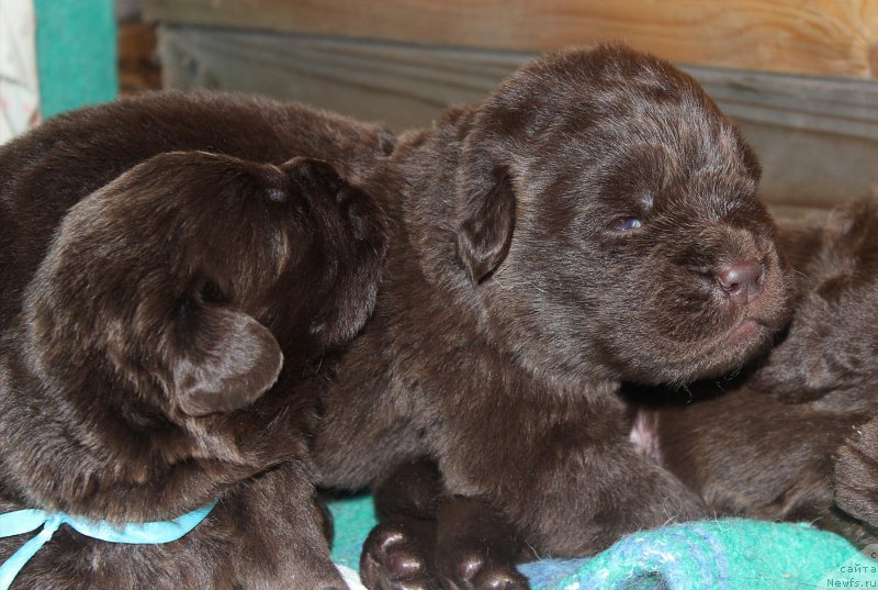 Фотография № 197229