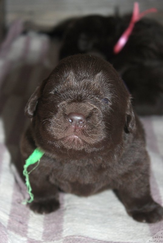 Фотография № 197230