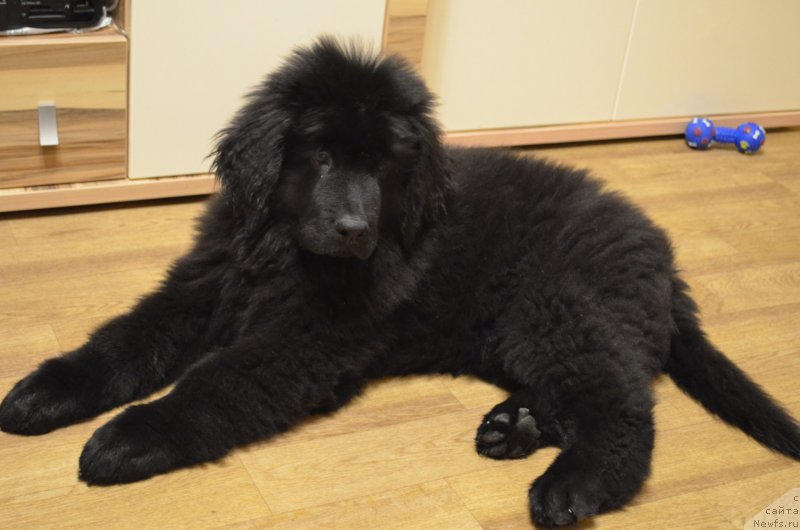 Фото: ньюфаундленд CHernyiy Balu Zahar (Черный Балу Захар)