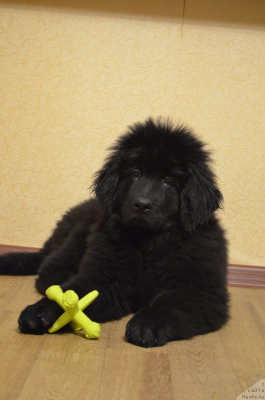 Фото: ньюфаундленд CHernyiy Balu Zahar (Черный Балу Захар)