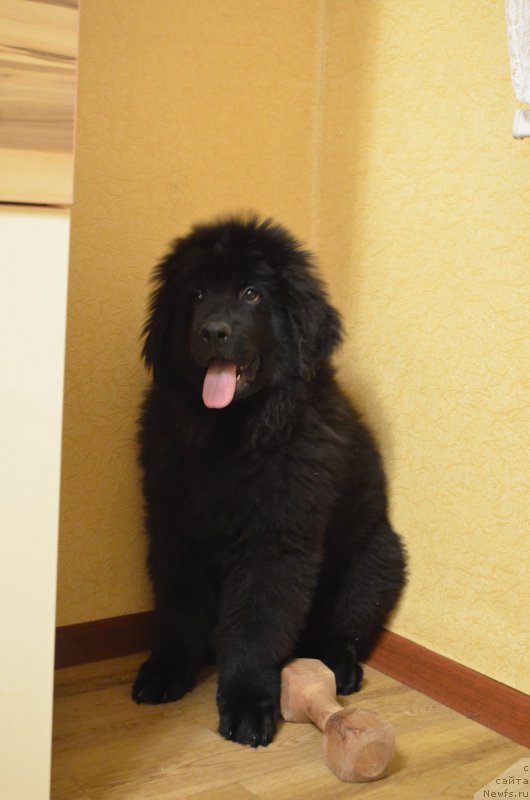 Фото: ньюфаундленд CHernyiy Balu Zahar (Черный Балу Захар)