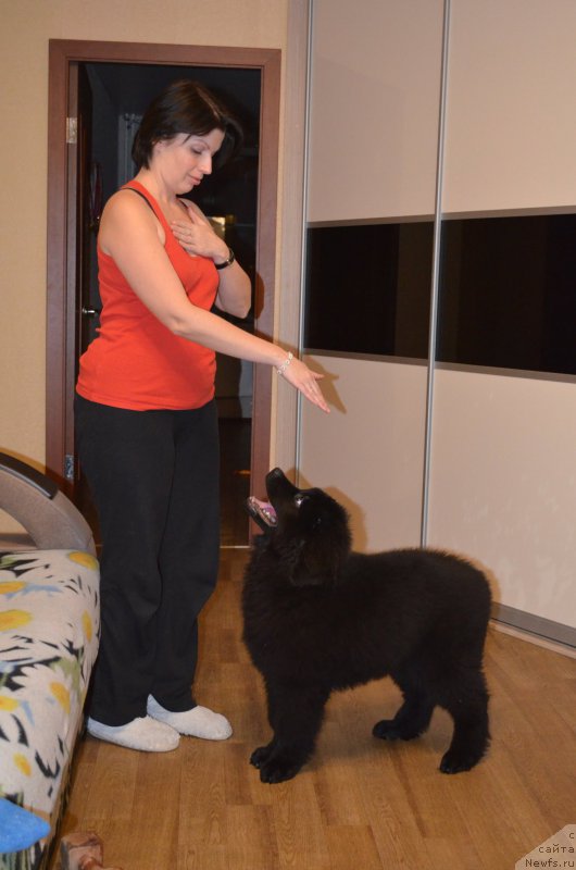 Фото: ньюфаундленд CHernyiy Balu Zahar (Черный Балу Захар)