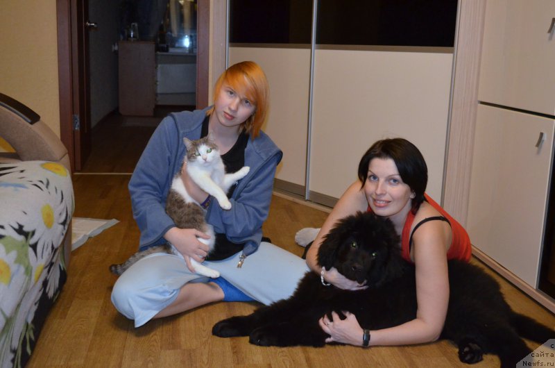 Фото: ньюфаундленд CHernyiy Balu Zahar (Черный Балу Захар)