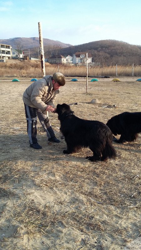 Фото: ньюфаундленд Super Premium Merlin Monro (Супер Премиум Мерлин Монро)