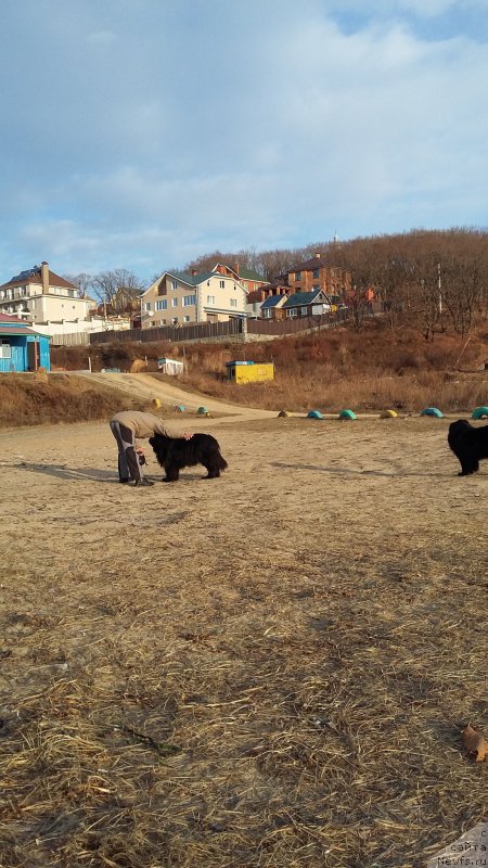 Фото: ньюфаундленд Super Premium Merlin Monro (Супер Премиум Мерлин Монро)