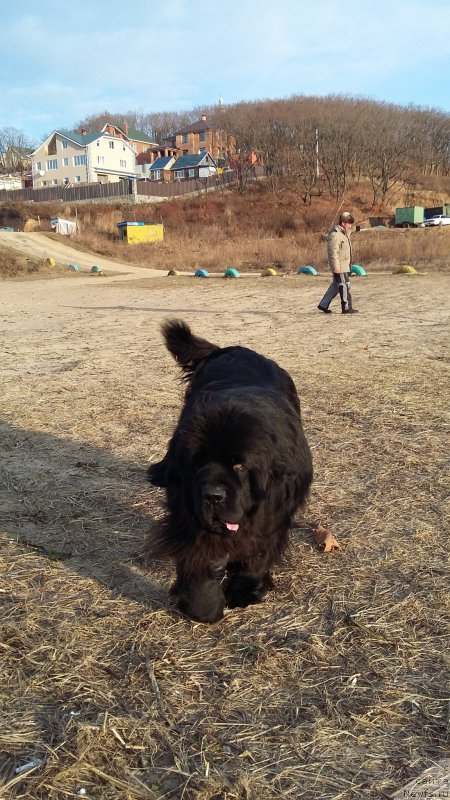 Фото: ньюфаундленд Super Premium Merlin Monro (Супер Премиум Мерлин Монро)