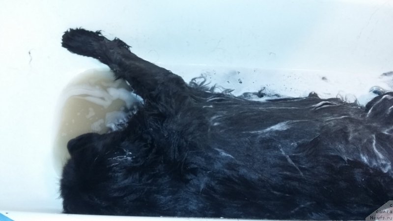 Фото: ньюфаундленд Super Premium Merlin Monro (Супер Премиум Мерлин Монро)