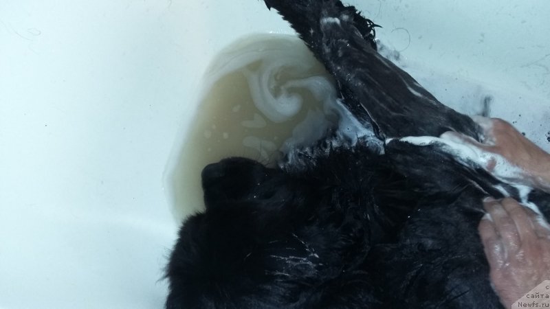 Фото: ньюфаундленд Super Premium Merlin Monro (Супер Премиум Мерлин Монро)