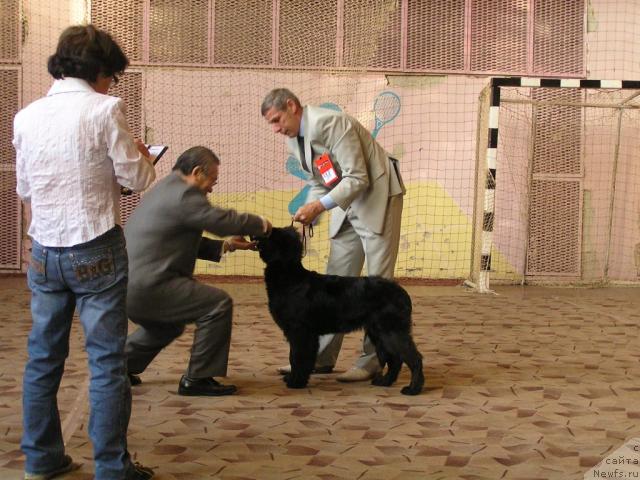 Фото: ньюфаундленд Interio Souri iz Medvejyego Yara (Интерио Соури из Медвежьего Яра), YUriy Rahtienko (Юрий Рахтиенко)