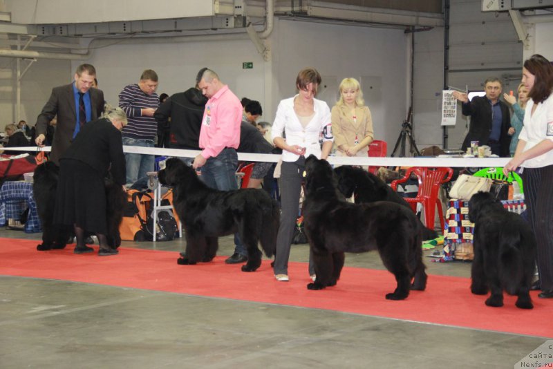 Фото: TRISHA TRY TO WIN, ANGEL KHRANITEL GUTTIERA, ньюфаундленд Galatea Dinastiya Soverchenstva, TATRA TRY TO WIN