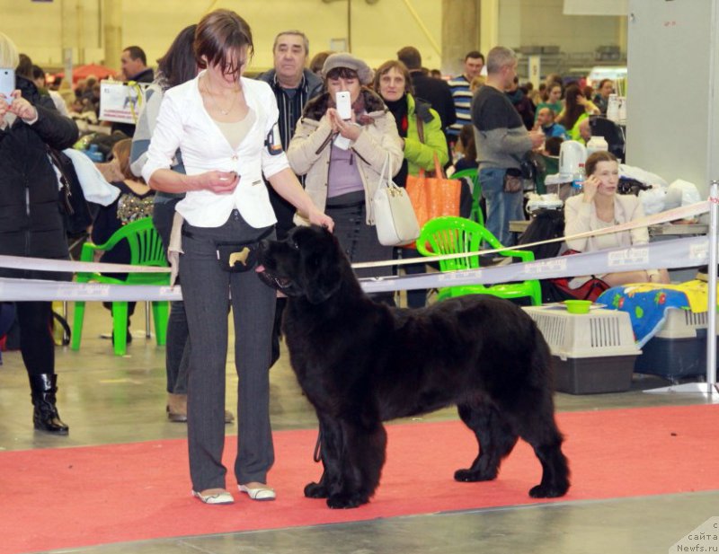 Фото: ньюфаундленд Galatea Dinastiya Soverchenstva