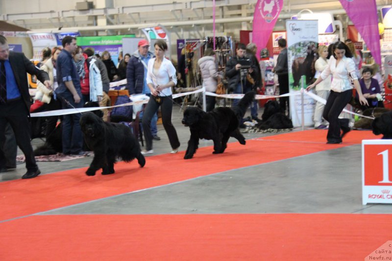Фото: TRISHA TRY TO WIN, ньюфаундленд Galatea Dinastiya Soverchenstva, TATRA TRY TO WIN