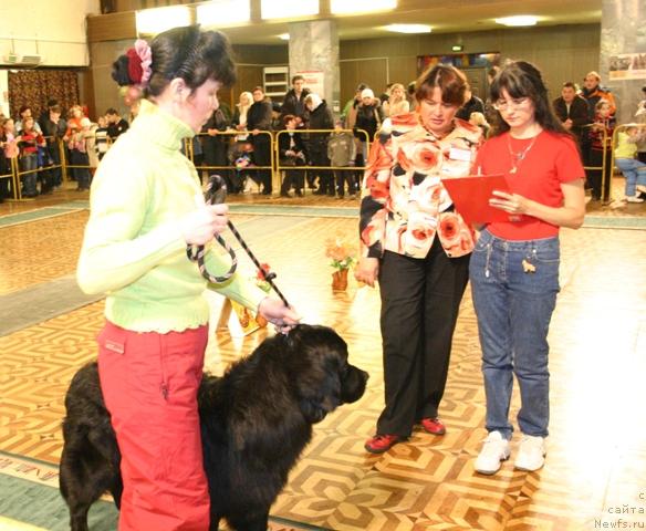 Фото: ньюфаундленд Kaiden Playful (Кайден Плейфул)