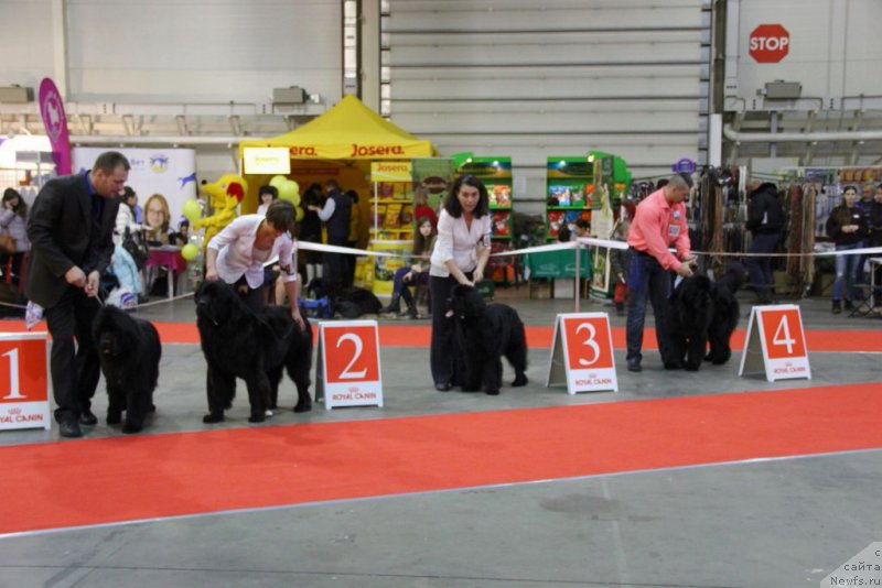 Фото: TRISHA TRY TO WIN, ньюфаундленд Galatea Dinastiya Soverchenstva, TATRA TRY TO WIN, ANGEL KHRANITEL GUTTIERA.