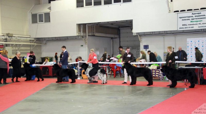 Фото: ньюфаундленд Banner-Bearer, ньюфаундленд Chudotvorniy Atlas Kara Deniz, ньюфаундленд Gelios Super Mishka, ньюфаундленд Valeur Absolue Dinastiya Soverchenstva, ньюфаундленд Velyke Malyatko Gimli