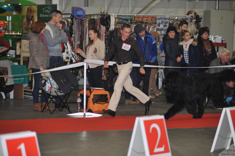 Фото: ньюфаундленд Valeur Absolue Dinastiya Soverchenstva