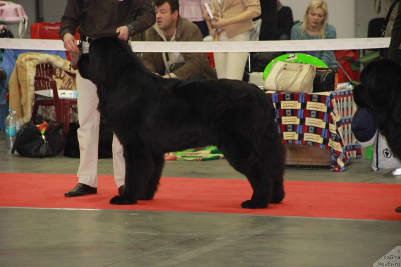 Фото: ньюфаундленд Valeur Absolue Dinastiya Soverchenstva