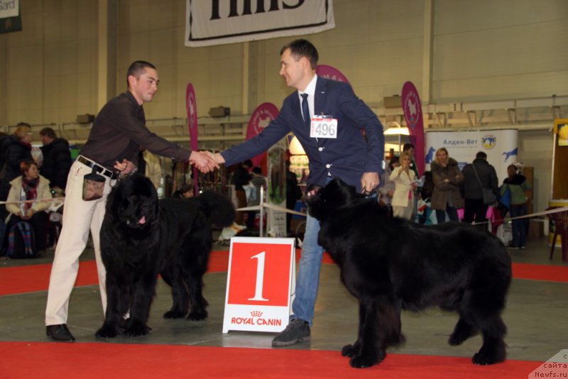 Фото: ньюфаундленд Valeur Absolue Dinastiya Soverchenstva, ньюфаундленд Chudotvorniy Atlas Kara Deniz