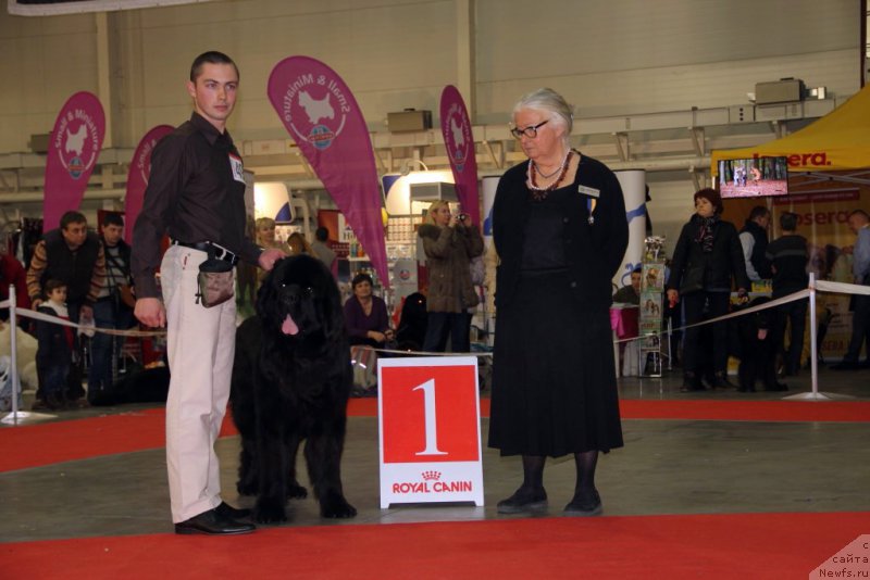 Фото: ньюфаундленд Valeur Absolue Dinastiya Soverchenstva