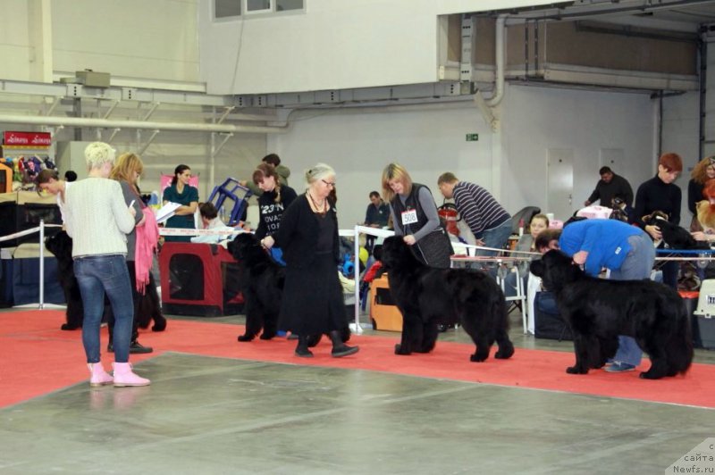Фото: ньюфаундленд Аlpha Tauri Dinastiya Soverchenstva (Альфа Таури Династия Совершенства), ANGEL KHRANITEL VIRIDIANA, ньюфаундленд King of Helluland Magic Moment, TOPGALLANT`S CELEBRATION