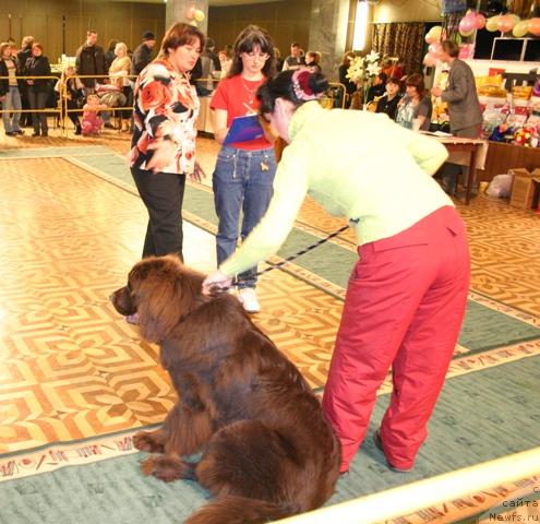 Фото: ньюфаундленд Zorran Snejnyiy Podarok (Зорран Снежный Подарок)