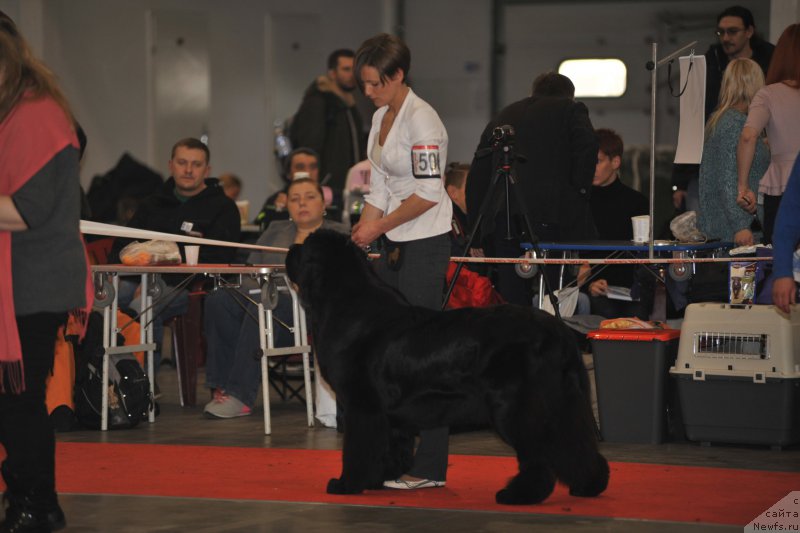 Фото: ньюфаундленд Аlpha Tauri Dinastiya Soverchenstva (Альфа Таури Династия Совершенства)