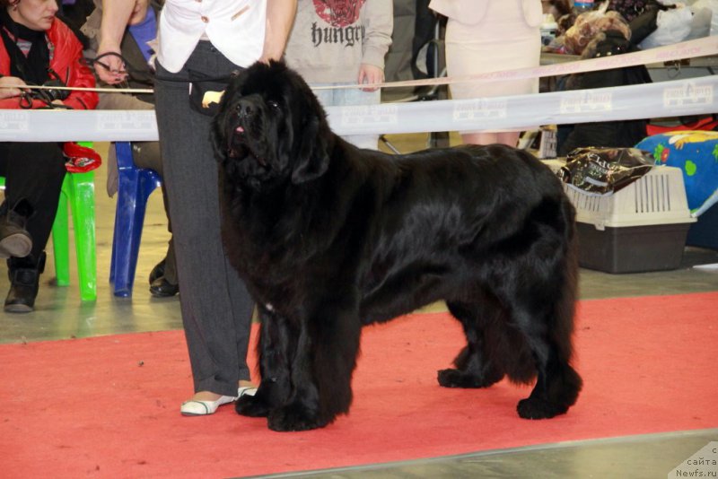 Фото: ньюфаундленд Аlpha Tauri Dinastiya Soverchenstva (Альфа Таури Династия Совершенства)