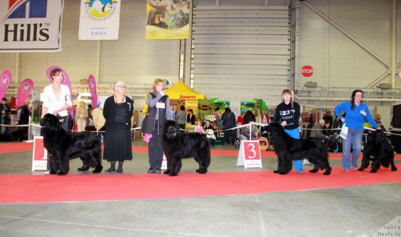 Фото: ньюфаундленд Аlpha Tauri Dinastiya Soverchenstva (Альфа Таури Династия Совершенства), ньюфаундленд King of Helluland Magic Moment, ANGEL KHRANITEL VIRIDIANA, TOPGALLANT`S CELEBRATION