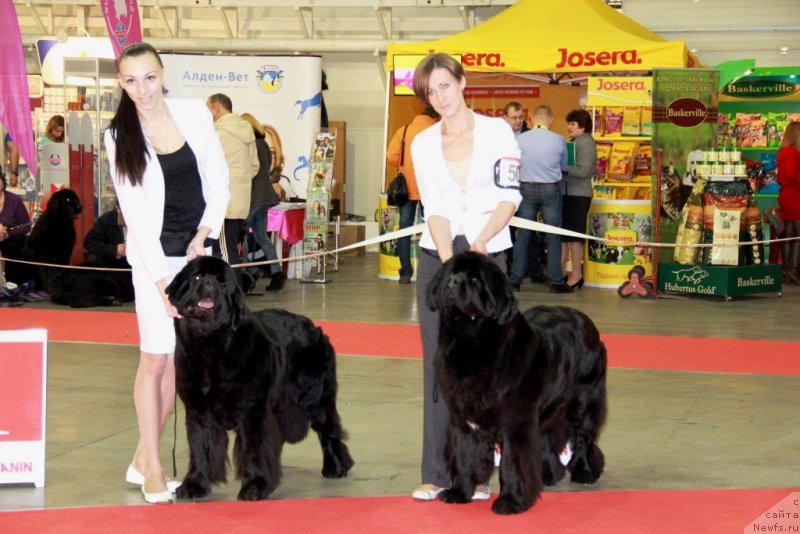 Фото: ньюфаундленд Daina Sweetest Perfection, ньюфаундленд Аlpha Tauri Dinastiya Soverchenstva (Альфа Таури Династия Совершенства)