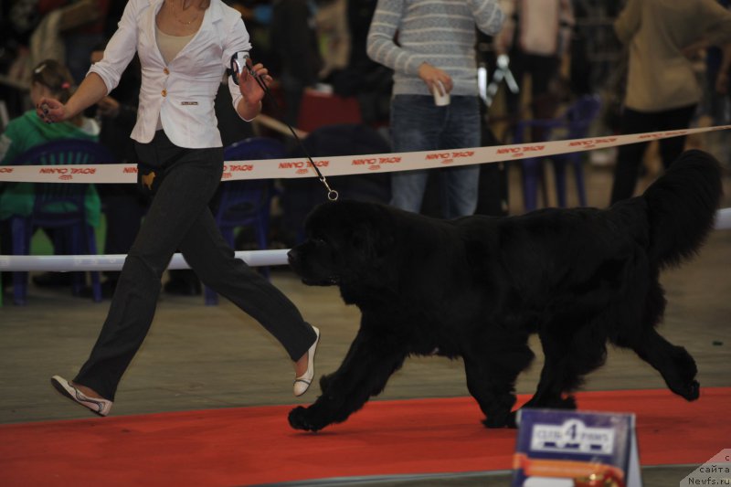 Фото: ньюфаундленд Аlpha Tauri Dinastiya Soverchenstva (Альфа Таури Династия Совершенства), Anna Pronskaya (Анна Пронская)