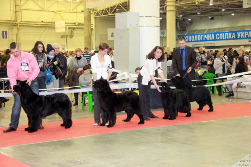 Фото: ANGEL KHRANITEL GUTTIERA, ньюфаундленд Galatea Dinastiya Soverchenstva, TATRA TRY TO WIN, TRISHA TRY TO WIN