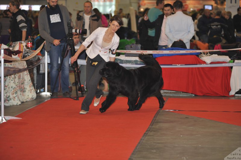 Фото: ньюфаундленд Galatea Dinastiya Soverchenstva, Anna Pronskaya (Анна Пронская)