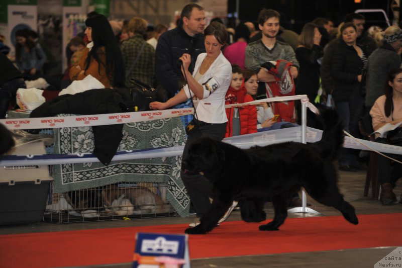 Фото: ньюфаундленд Galatea Dinastiya Soverchenstva, Anna Pronskaya (Анна Пронская)