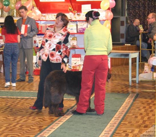 Фото: ньюфаундленд Zorran Snejnyiy Podarok (Зорран Снежный Подарок)
