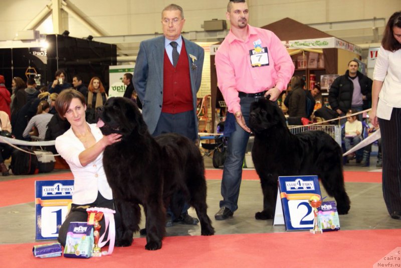 Фото: ньюфаундленд Galatea Dinastiya Soverchenstva, Anna Pronskaya (Анна Пронская), ANGEL KHRANITEL GUTTIERA, TATRA TRY TO WIN.
