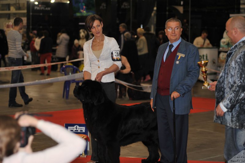 Фото: ньюфаундленд Аlpha Tauri Dinastiya Soverchenstva (Альфа Таури Династия Совершенства), Anna Pronskaya (Анна Пронская)