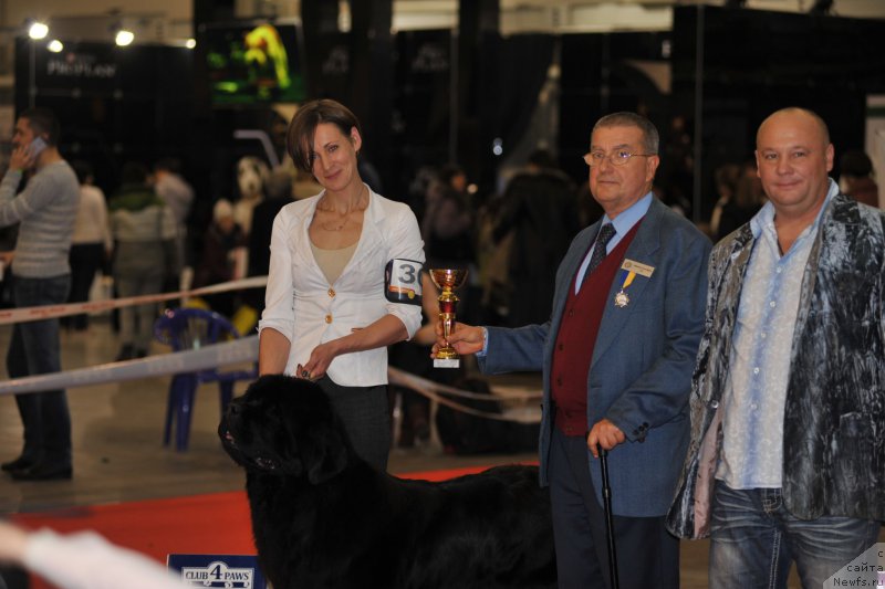 Фото: ньюфаундленд Аlpha Tauri Dinastiya Soverchenstva (Альфа Таури Династия Совершенства), Anna Pronskaya (Анна Пронская)