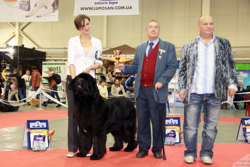 Фото: ньюфаундленд Аlpha Tauri Dinastiya Soverchenstva (Альфа Таури Династия Совершенства), Anna Pronskaya (Анна Пронская)