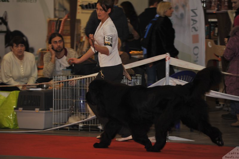 Фото: ньюфаундленд Аlpha Tauri Dinastiya Soverchenstva (Альфа Таури Династия Совершенства), Anna Pronskaya (Анна Пронская)